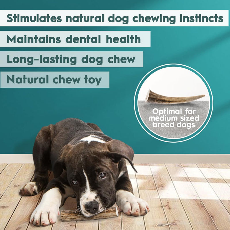 AmeizPet Antlers for dogs, natural, durable dog chew bone, deer chew bone for the dog, deer antler, long-lasting - 1 piece M size M size 1 pc - PawsPlanet Australia