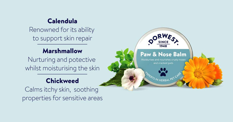 DORWEST HERBS Dog Paw & Nose Balm. Lick-Safe 50ml - PawsPlanet Australia