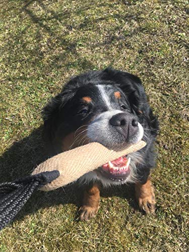 DINGO GEAR Roller with 1 Handle Reinforced Dog Tug for Bite Training and Fun 25 x 3 cm, Jute - PawsPlanet Australia