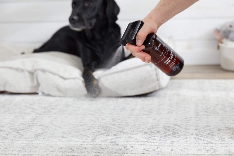 The Spruce Pet Stain & Odor Remover - Plant-Derived Enzyme-Based Cleaner for Dog and Cats Urine, Feces, Vomit, etc. Safe & Effective on Tile, Hardwood, Carpets, and Upholstery - 17 oz 1 Pack - PawsPlanet Australia