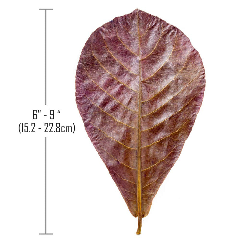MATCHIMAA Premium Dried Indian Almond Leaves. Capatta Leaves Rich in Tannin. Superb to be Health Better, Vitality, and Succesful Breeding! of Betta Fish & Shrimp. 6-9" - PawsPlanet Australia