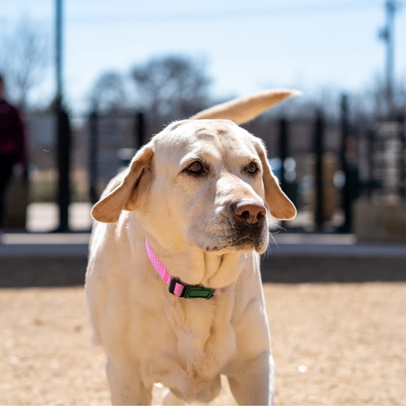 LUCKYDC Martingale Collar for Training Dogs. Adjustable Reflective Dog Collars with Buckle- NO Pull-Prevents Slipping Out, for Medium Large XL Dogs. Helps with Strong pullers (M, Pink) - PawsPlanet Australia