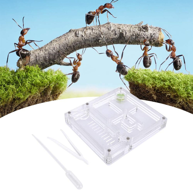 Ant Breeding Box Transparent Nest Formicarium Display Box Ant Living Feeding Breeding House Sicence Toys for Kids - PawsPlanet Australia