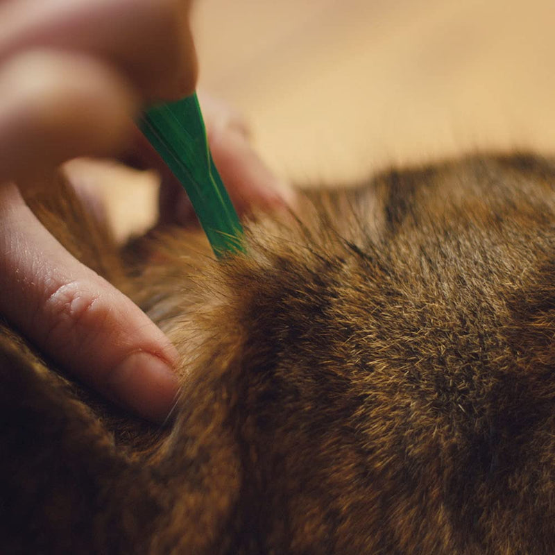FRONTLINE Plus Flea & Tick Treatment for Cats and Ferrets - 6 Pipettes & HomeGard Flea & Tick Household Spray Plus + HomeGard - PawsPlanet Australia