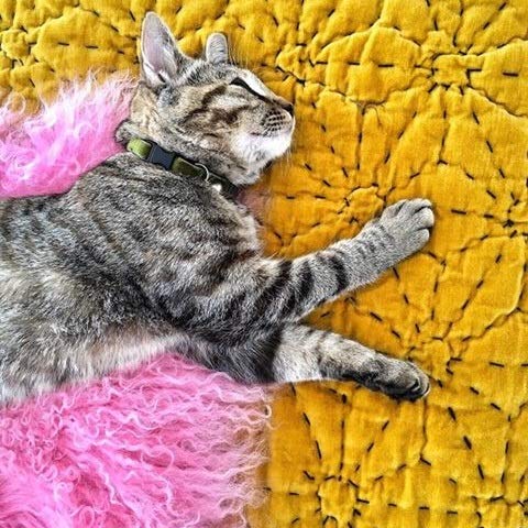Large Breed Cat Collar | Angelica Green Double Velvet | Removable Bell | UK Made | Safety Release Buckle | Ragdoll | Maine Coon Large Breed (25 - 35 cm) - PawsPlanet Australia