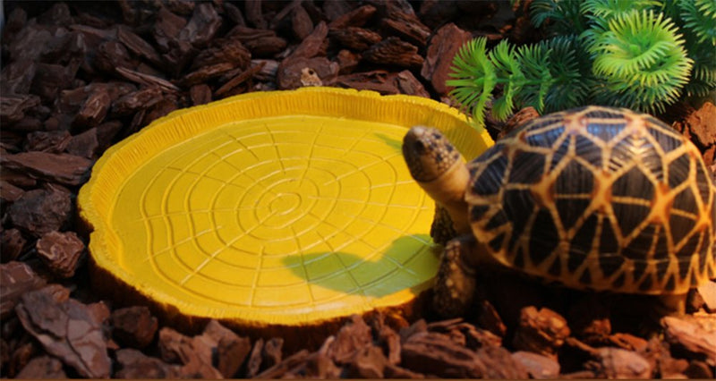 Set of 2 Reptile Tortoise Water Dish Food Bowl Feeders for Amphibians Gecko Snakes Lizard Chameleon - PawsPlanet Australia