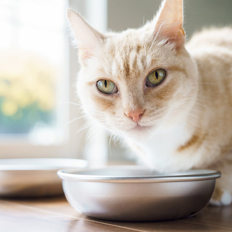 [Australia] - Americat Company Stainless Steel Cat Bowls – Made in The USA from U.S. Materials – Prevent Whisker Fatigue – Dishes for Cat Food and Water Set of 2 