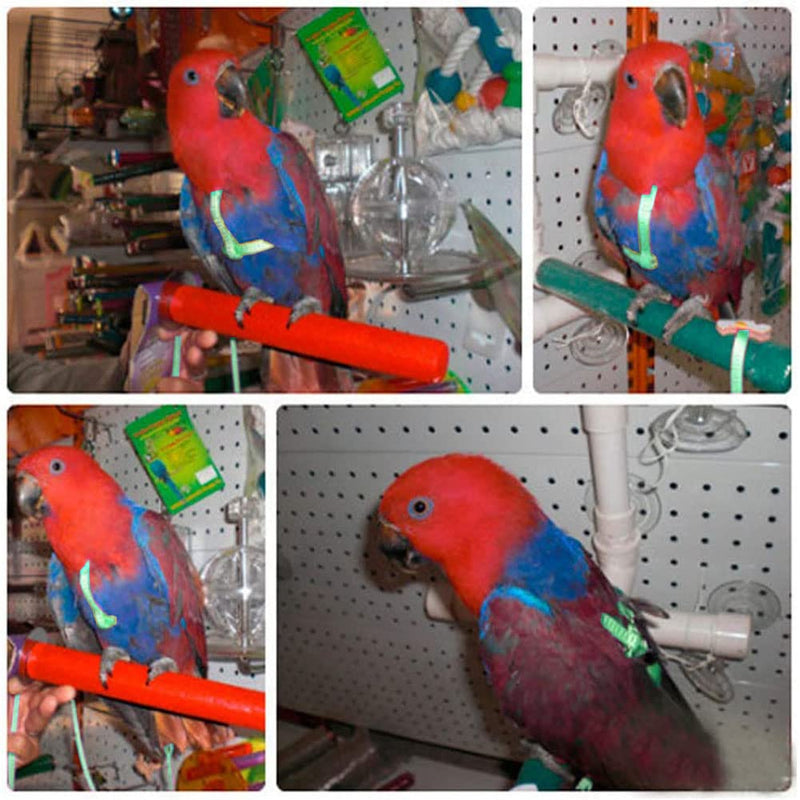 Pet Parrot Bird Harness, Bird Harness Leash, Bird Harness and Leash for Parrots Adjustable, Anti-bite Flight Training Rope Pet Traction Outdoor Fit Budgie Cockatiel Mynah - PawsPlanet Australia