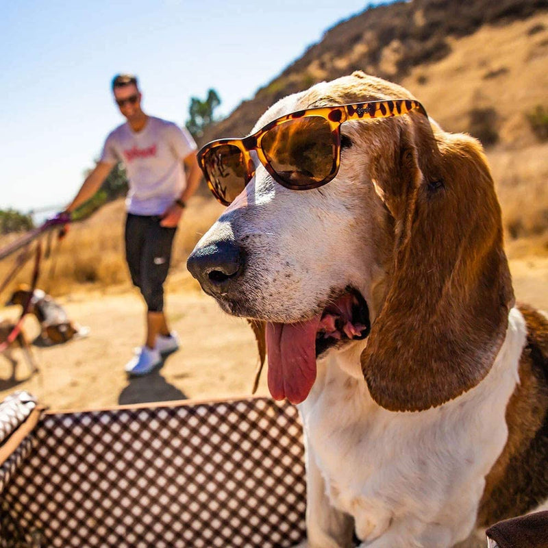 Goodr Non-Reflection Perfection-Bosleys Basset Hound Dreams Sunglasses, Multicoloured, One Size - PawsPlanet Australia