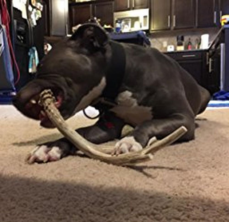[Australia] - Big Dog Antler Chews Brand - XL Deer Antler Dog Chew - Extra Large, Jumbo, for Large Dogs and Puppies Who are Aggressive Chewers 