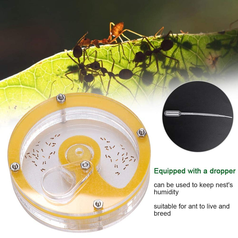 [Australia] - Mini Ant Nest, DIY Transparent Ant Farm Ant Habitat Feeding Insect Nest System Study Behavior of Ants and Ecosystem 