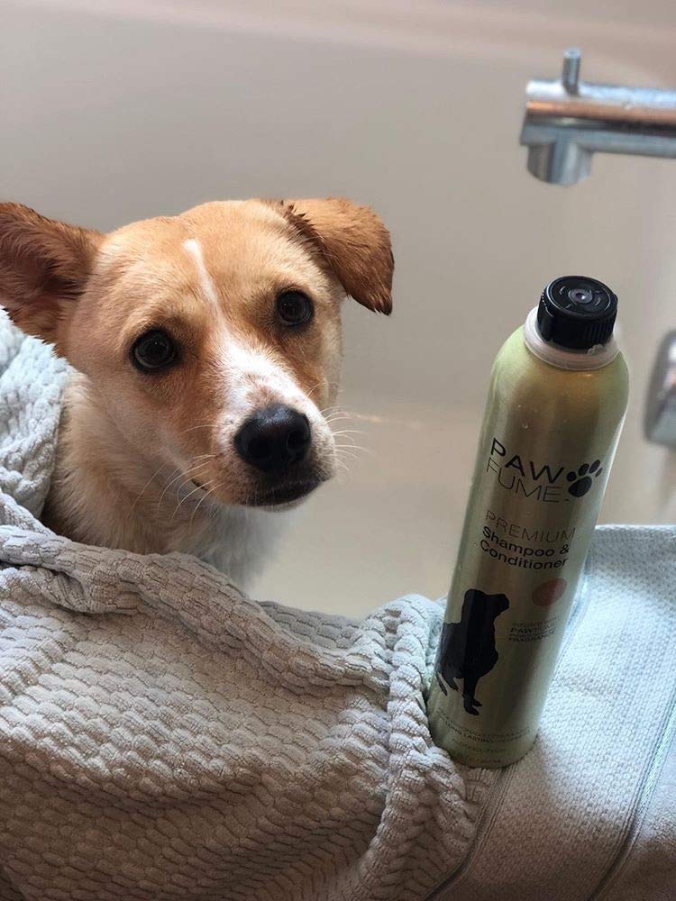 [Australia] - Pawfume Premium Shampoo and Conditioner - 12oz Show Dog 