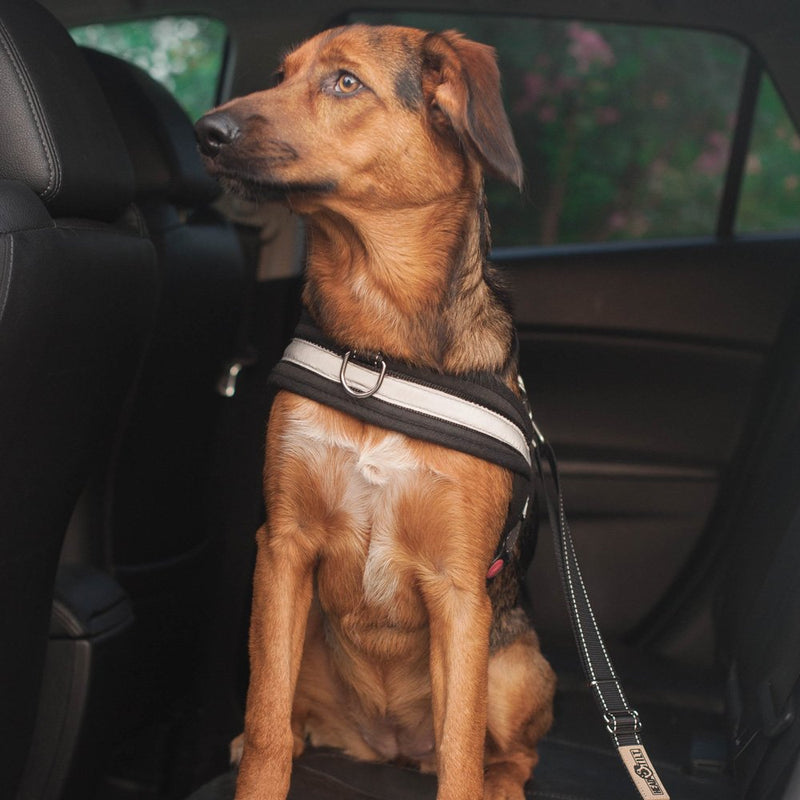 [Australia] - Head Tilt Seat Belt Leash, Black, 15 to 24 inches 