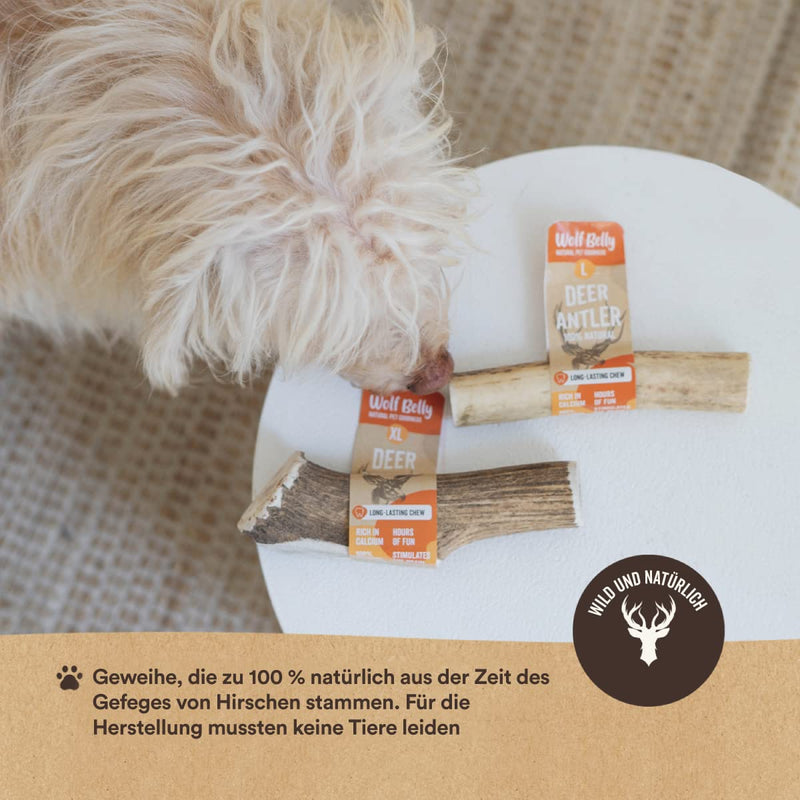 Antler Bone for Dogs - Size L - Calms Stress and Anxiety - 100% Natural Deer Antler Bone - Reduces Tartar and Plaque - Dog Toy - Happy Chew Wolf Belly Deer Antler Dog Teether Size L - PawsPlanet Australia