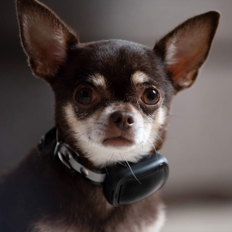 GoodBoy Mini Remote Dog Training Collar GB807V Extra Replacement Receiver - PawsPlanet Australia