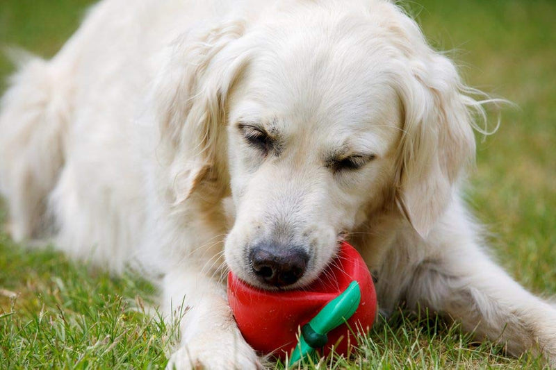 Petface Latex Tomato Soft Chew Dog Toy, Large - PawsPlanet Australia