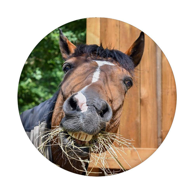 Horse Eat Funny Head Hay Fun Equine Animal PopSockets PopGrip: Swappable Grip for Phones & Tablets Black - PawsPlanet Australia
