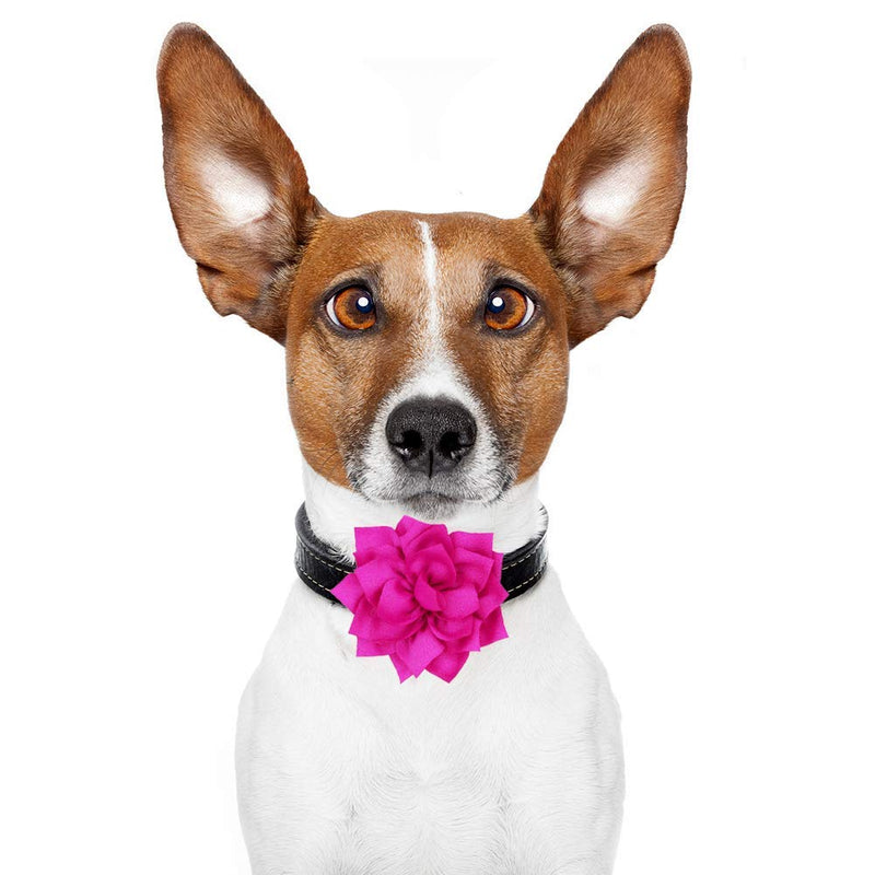 [Australia] - PRUNS Dog Flowers Collar Pet Charms Flower Collars Accessories Cat Puppy Collars Bowtie Grooming Decoration 2 