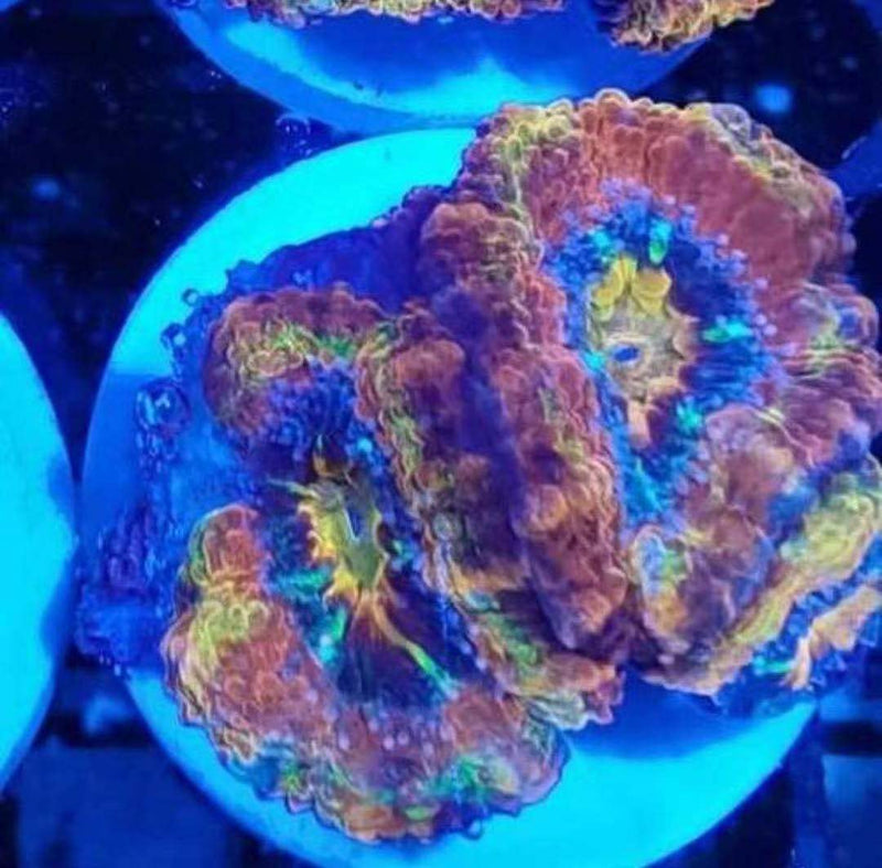 Aquarium Choice Big Size Ceramic Coralline Coral Frag Plugs Coral frag Plate Base 10 Pieces 1.96 Inch Round Size Coral Tiles - PawsPlanet Australia