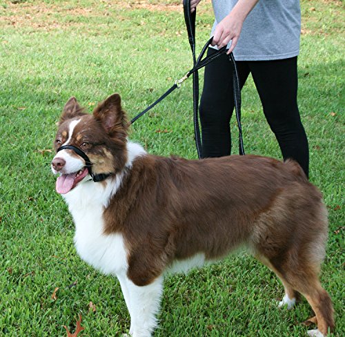 [Australia] - SPORN Head Dog Halter,Black Large 