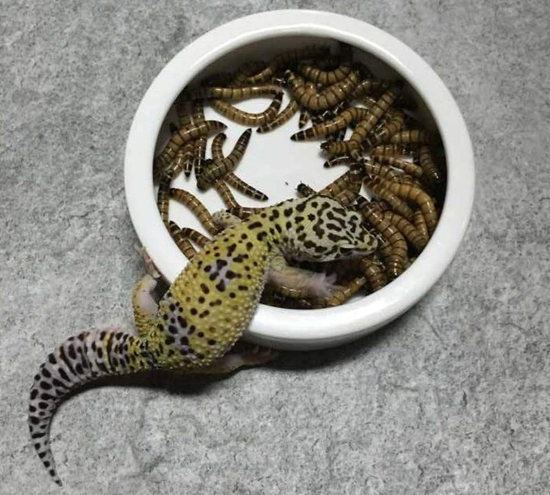 2PCS Terrarium Bowls Reptile Food Bowl Worm Dish Mini Reptile Food Ceramics Water Bowl for Lizard Anoles Bearded Dragons Crested Gecko Hermit Crabs Triangular Small - PawsPlanet Australia