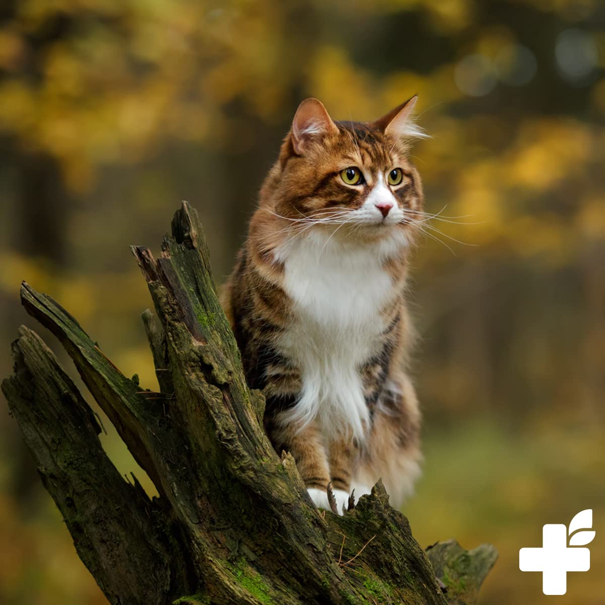 ReaVET EctoStop Spot On for Cats 50ml Flea and tick treatment for