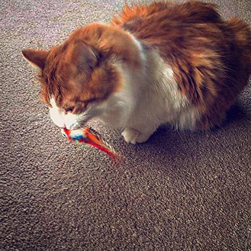 Percy Parrot bird cat toy feather teaser, feather,interactive kitty,unique,Cat Toy,Kitty,Gift for Cat Lover,Gift for Cat,Best Cat Toy - PawsPlanet Australia