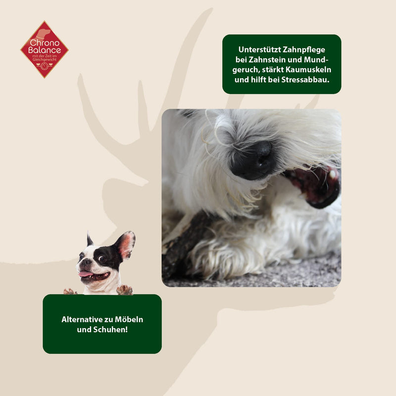 ChronoBalance® Chewing Antlers Fallow Deer for Dogs: M Chew Toy 100% Antler Drop Bar: Chew Bar Dog Toy for Dental Care, Natural Chew Snack, Minerals & Nutrients M (Pack of 1) - PawsPlanet Australia