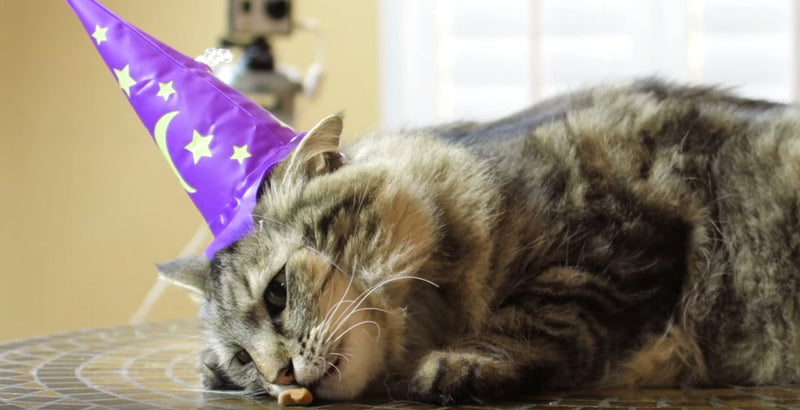 [Australia] - INFLATABLE WIZARD HAT FOR CATS by Accoutrements 