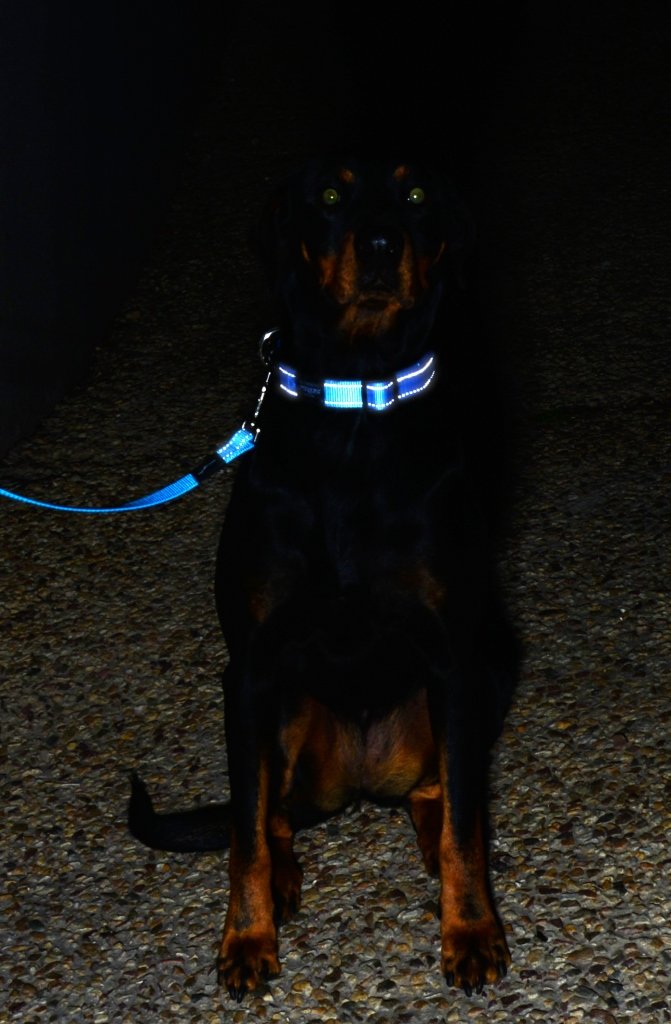 [Australia] - Rogz Utility Large 3/4-Inch Reflective Fanbelt Dog Collar Blue 