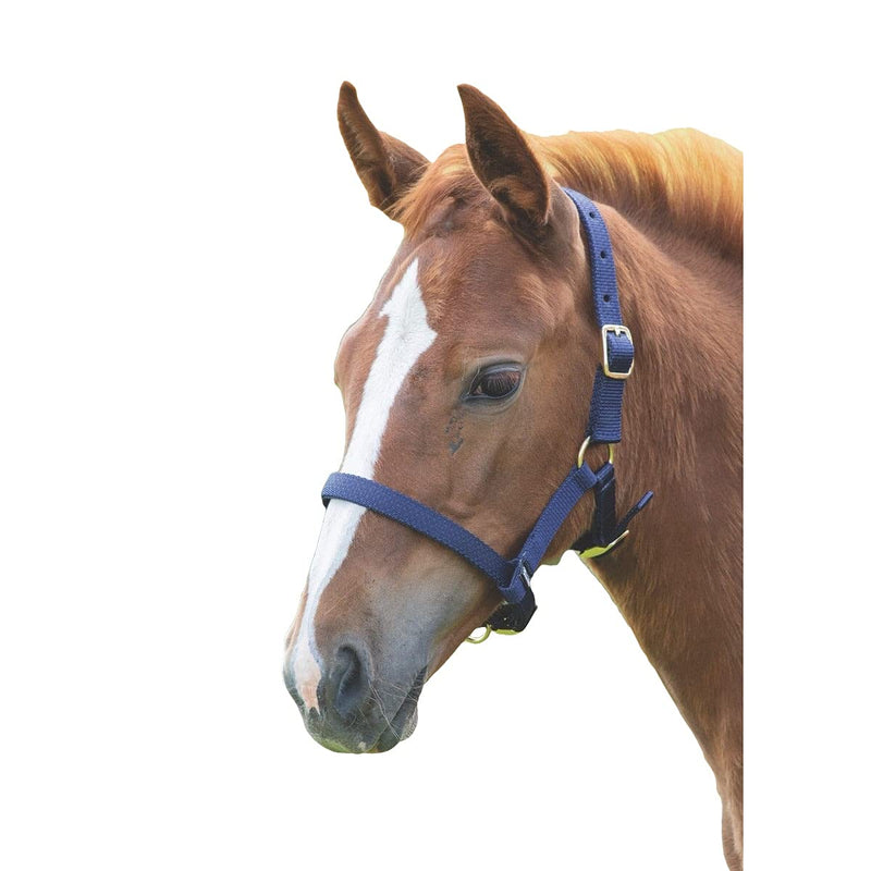 Shires Foal Nylon Headcollar Black - PawsPlanet Australia