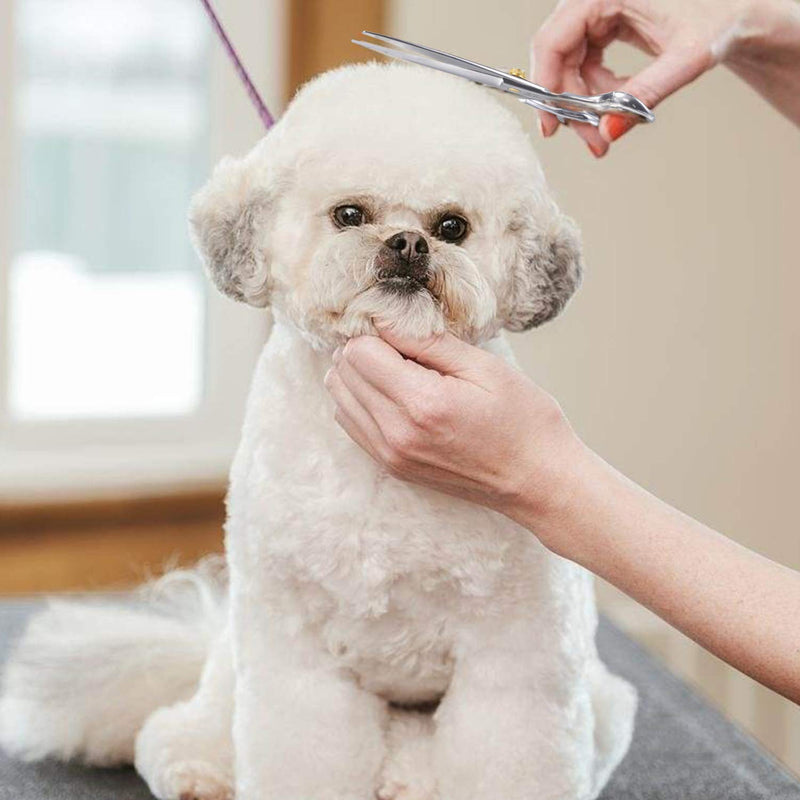 Dream Reach Professional Grooming Scissors Dog Scissors Straight Dog Grooming Scissors Pet Grooming Grooming Scissors Made of 440C Japanese Stainless Steel Grooming for Dogs Cats (7 Inch Straight Scissors) C Grooming Scissors - PawsPlanet Australia