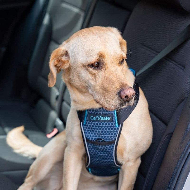 CarSafe crash-tested dog safety harness, crash-tested up to 32 kg / 70 lbs, reliably secures the dog in the car, comfortable and padded design, for large dogs (size L) Blue Large - PawsPlanet Australia