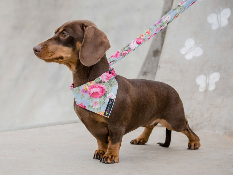 Ditsy Pet Rose Floral Lead L/XL Large/X-Large - PawsPlanet Australia