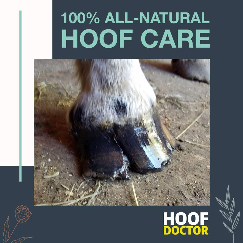 Mineral Medix Hoof Doctor - White Line | Thrush | Abscesses | Quarter Crack | Seedy Toe | - 100% All-Natural Hoof Care Product - Birch Bark Extract with Organic Oils, Vitamins A & D 16 fl. Oz - PawsPlanet Australia