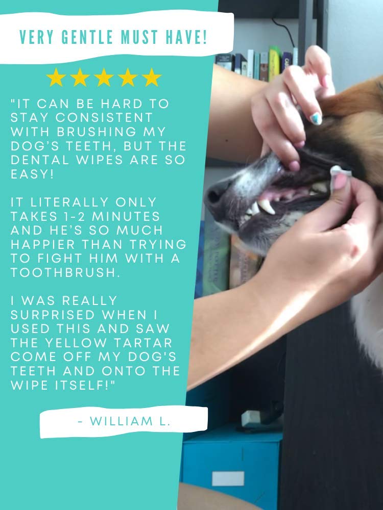 Wellnergy Pets Dental Wipes for Dogs and Cats - No Brush Formula; Improve Oral Hygiene and Health; Freshen Breath; Fresh Mint Flavor. 100 Wipes. - PawsPlanet Australia