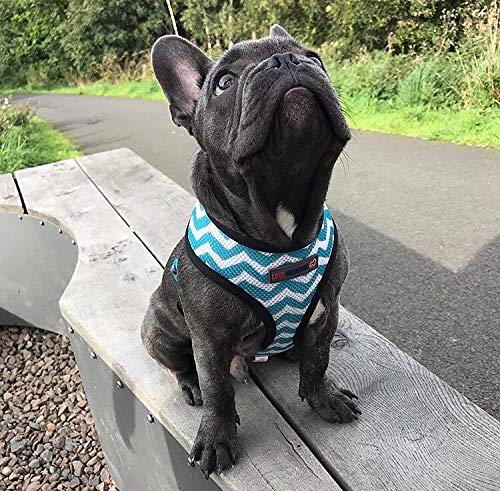 Love Frenchie - French Bulldog Reversible Harness (Medium, Blue La La) Medium - PawsPlanet Australia