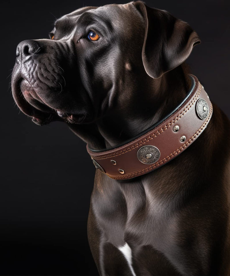 Dog collar leather, 5 cm wide robust genuine leather collar, handmade, soft and luxurious, eye-catching best choice for large and medium dog breeds 57-67.5 cm - PawsPlanet Australia
