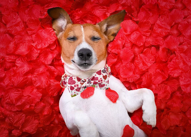 Lionheart glory Dog Collar, Adjustable Dog Collar with Bowtie, Pet Gift Collar for Dog Soft Bowtie Dog Collars for Small Medium Large Dogs X-Small (Pack of 1) Heart Cookies - PawsPlanet Australia