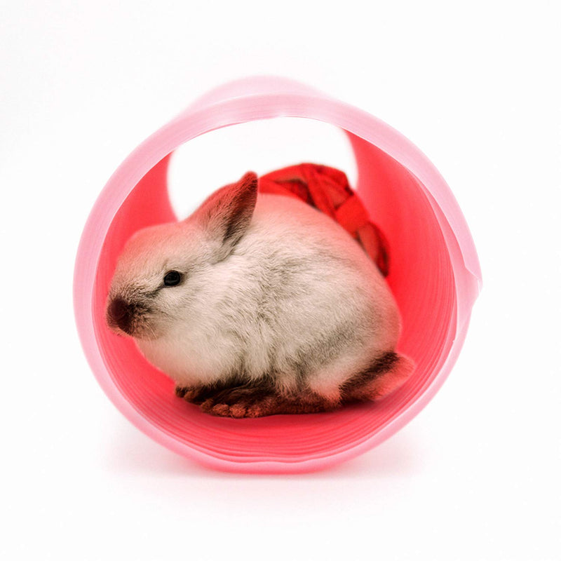 [Australia] - Small Animal Play Tunnel with 3 Pack Play Balls and Apple Sticks, Collapsible Plastic Guinea Pigs Tube, Fun Pet Tunnel Hideway for Guinea Pigs Chinchillas Rats and Dwarf Rabbits OD-3.9inch 