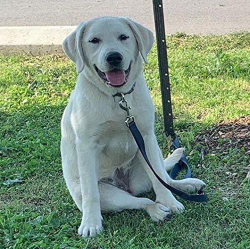 Canny Dog Lead Lead With Soft Padded Handle And Positional Grip, Designed For Walking, Training And Exercising Your Dog - Black S/M - 15mm wide (5/8"), 120cm length (4ft) - PawsPlanet Australia