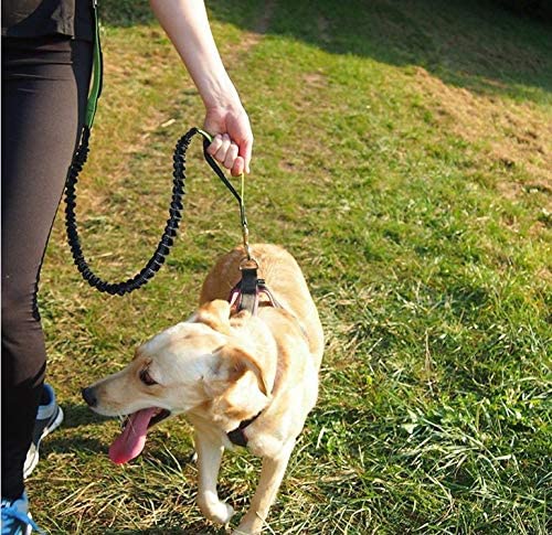 Senvenelec Jogging Dog Leash, Retractable Dog Leash, Adjustable Belt Carry Handle Running Bungee Dog Harness, Reflective Strap, Running, Walking, Hiking Hyena (Green, Gray and Grey) - PawsPlanet Australia