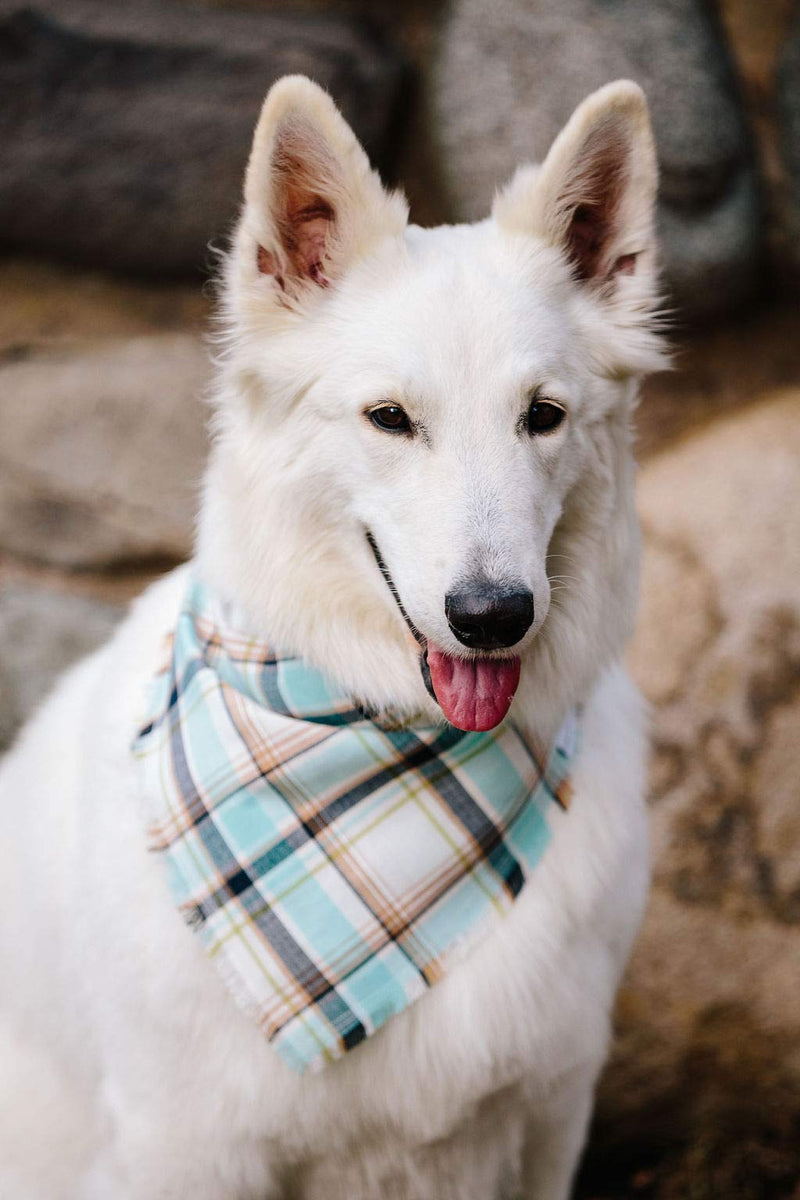 Willowear Plaid Dog Bandanas - Cotton Adjustable Tie On Scarf with Trendy Frayed Edges for Small Medium Large XLarge Dogs Puppies Pets River - PawsPlanet Australia