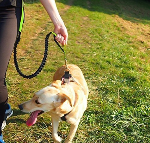 [Australia] - Retractable Hands Free Dog Leash For Small And Medium Breeds: Dual Control Handles For Training, Reflective Belt Pet Leash For Walking, Running, Jogging And Hiking, Shock Absorbing Bungee Harness 