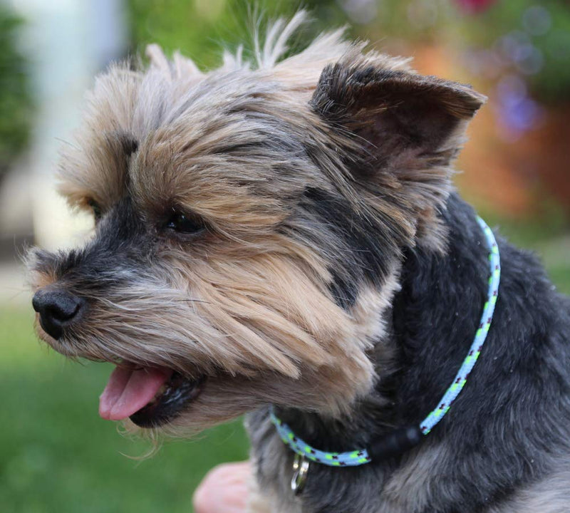 [Australia] - National Leash Thin Mountain Rope Dog ID Collar - Blue Eyes -XS/Toy Size (6"-12") - The Original Snickers Collar 