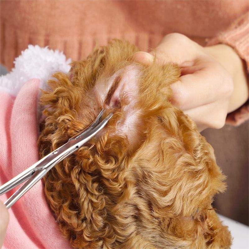Pet cotton swabs, pet grooming scissors, ear cleaner for pets, cleaning clamp ear hair, 100 pieces 15 cm dog cotton swabs and 1 PC arterial clamp for pets, dogs, cats - PawsPlanet Australia