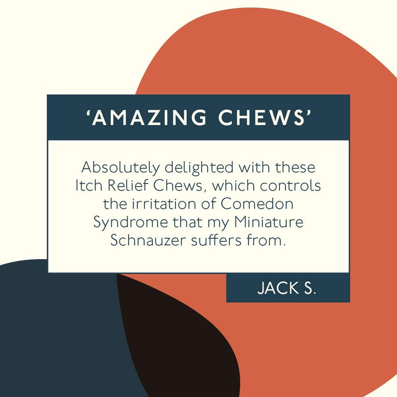 PetLab Co. Itch Relief Chews - Support For Dry, Occasionally Itchy Skin & Coats - Formulated With Turmeric, Omega 3 & 6, Honey - PawsPlanet Australia