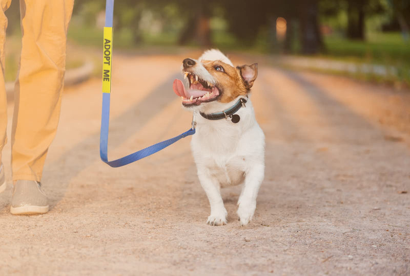 Tacticollar - Do Not Pet, Adopt Me, Training, and Service Dog Leash Sleeves, Double Sided, Highly Visible, Communicate Your Dogs Needs to Prevent Accidents - PawsPlanet Australia