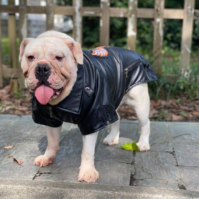 Lovelonglong Cool Dog Leather Jacket, Warm Coats Dogs Windproof Cold Weather Coats for Large Medium Small Dogs With Eagle Embroidery Black B-S B-S (Bulldog -25lbs) Black-Eagle - PawsPlanet Australia