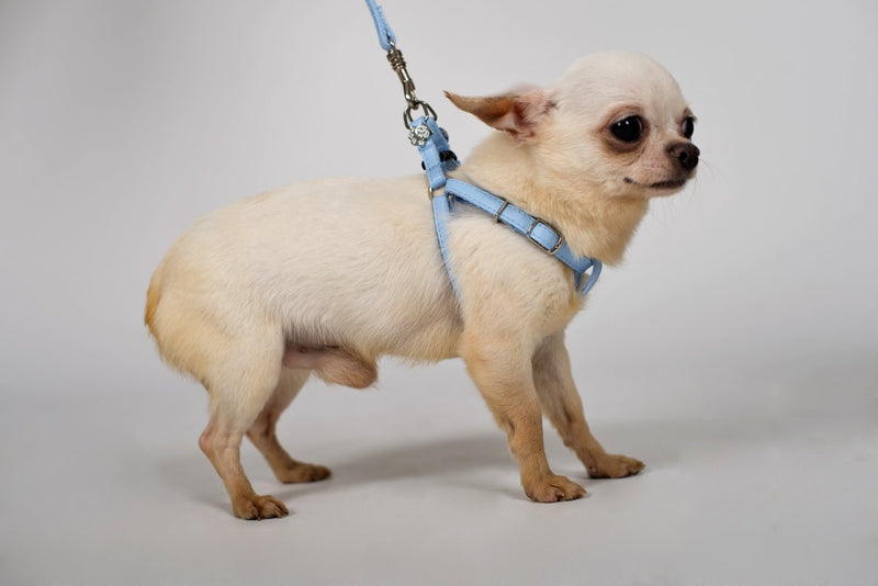 Dingo New York Harness for Small Breeds, Decorative Harness for Dog Made of Blue Leather 10833 - PawsPlanet Australia